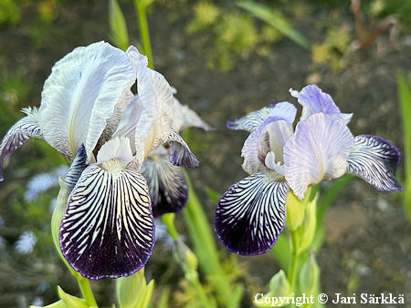 Iris Germanica-Ryhm� 'Hiidenvesi', tarhakurjenmiekka